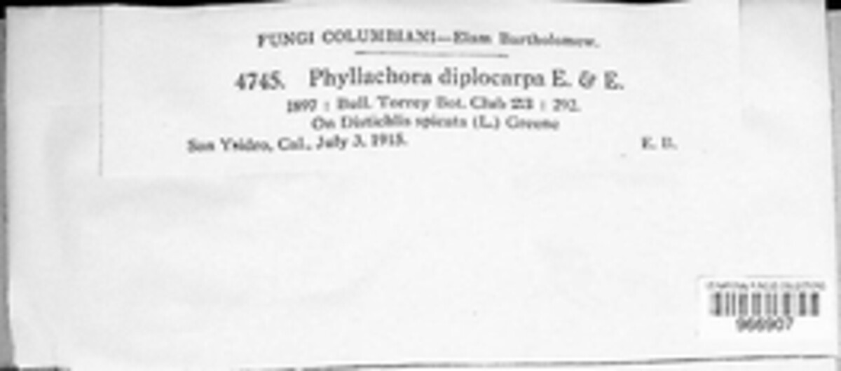 Phyllachora sylvatica image